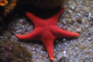 Montereyaquariumstarfish